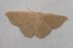 Cyclophora ruficiliaria