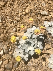 Eriogonum alpinum