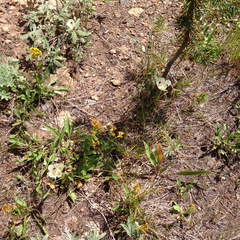 Calochortus eurycarpus
