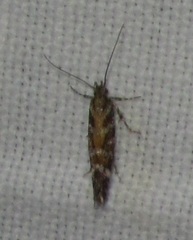 Aristotelia ericinella