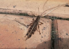 Shirakiacris shirakii