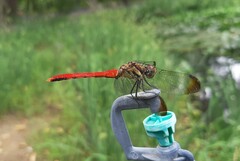 Sympetrum risi