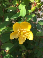 Hypericum
