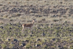 Gazella subgutturosa