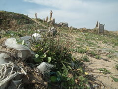 Ischaemum anthephoroides