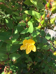 Hypericum