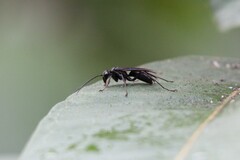 Auplopus carbonarius