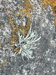 Ramalina siliquosa