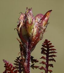 Pedicularis rosea