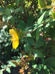 Hypericum