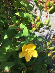 Hypericum