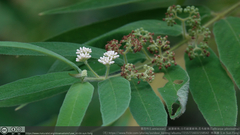 Callicarpa pilosissima