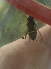 Dasysyrphus tricinctus