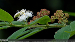 Callicarpa pilosissima