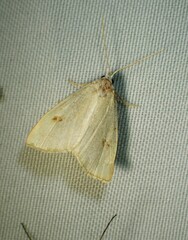 Rivula propinqualis