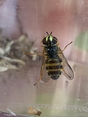 Dasysyrphus tricinctus