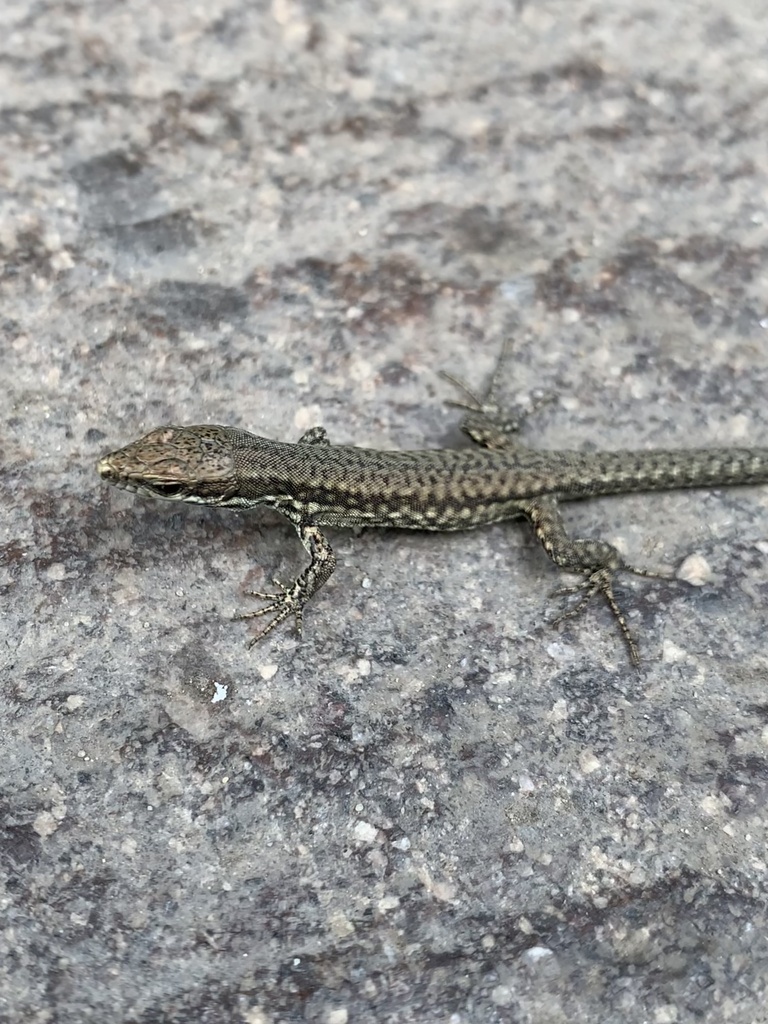 Common Wall Lizard From Vajdahunyad Vára, Budapest, Budapest, Hu On 