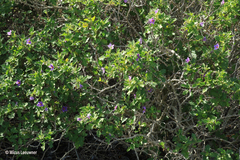 Solanum linnaeanum