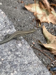 Podarcis muralis