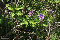 Solanum linnaeanum
