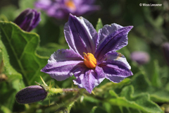 Solanum linnaeanum
