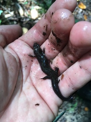 Desmognathus apalachicolae