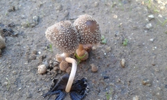 Coprinellus