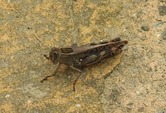 Shirakiacris shirakii