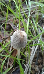 Coprinellus