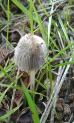 Coprinellus