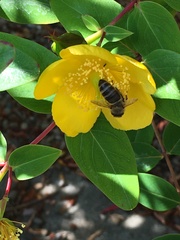 Apis mellifera