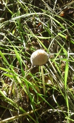 Coprinellus