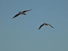 Chroicocephalus cirrocephalus