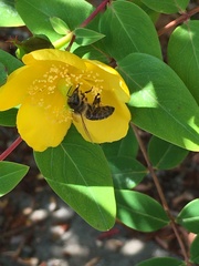 Apis mellifera