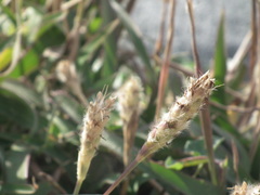 Ischaemum anthephoroides