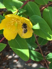 Apis mellifera