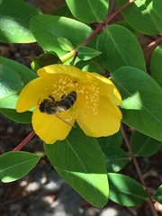 Apis mellifera