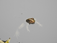 Pelophylax nigromaculatus