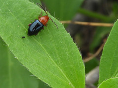 Syphrea flavicollis