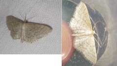 Idaea sylvestraria