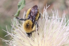 Bombus morrisoni