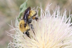 Bombus morrisoni