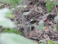 Emberiza elegans