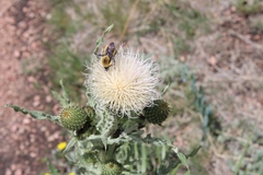 Bombus morrisoni