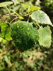 Melampsoridium betulinum