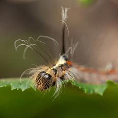 Acronicta cuspis