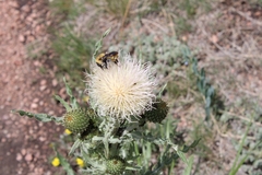 Bombus morrisoni