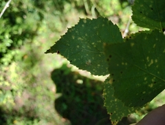 Melampsoridium betulinum