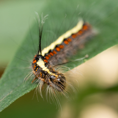 Acronicta cuspis