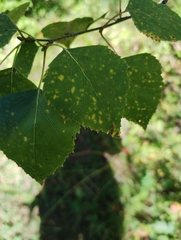 Melampsoridium betulinum